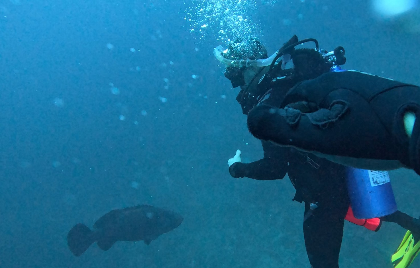 Massive Goliath Grouper at local wreck site
