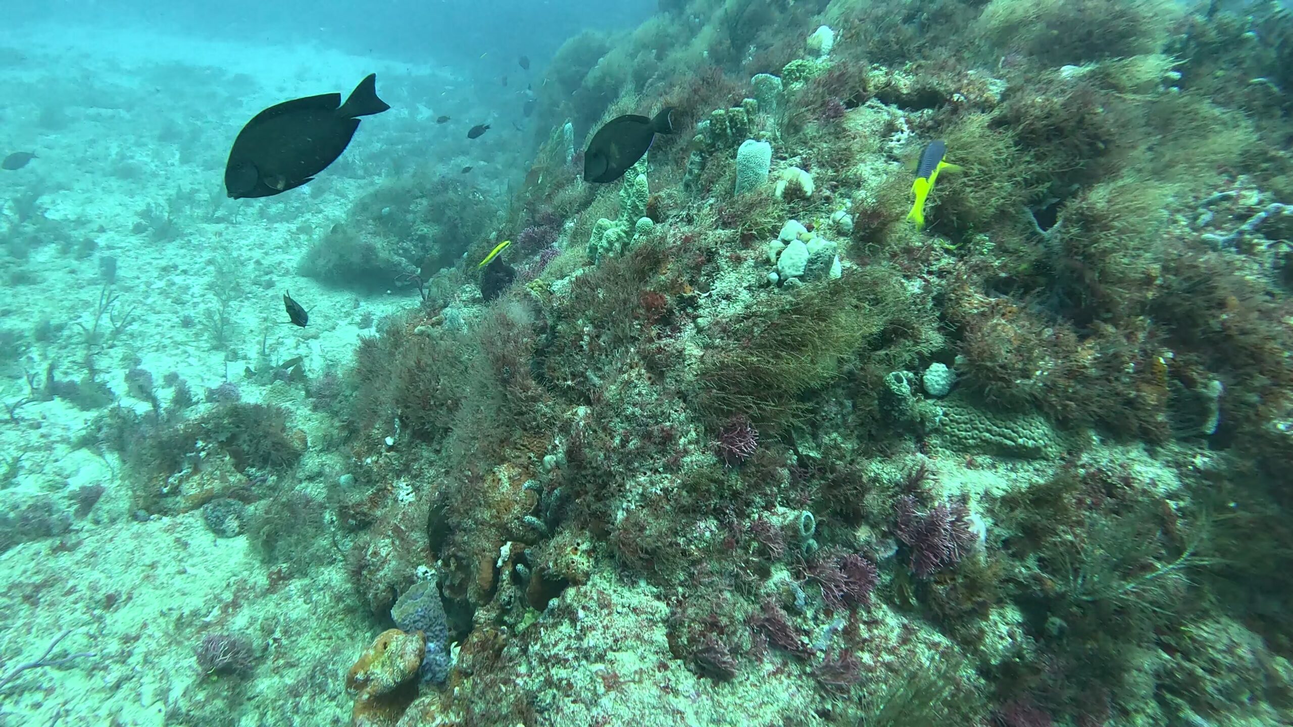 Sunlit coral reef and white sand in clear Atlantic water off the Florida coast.